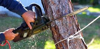 Best Tree Maintenance Programs  in Cleona, PA