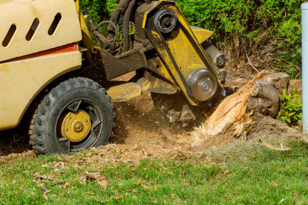 Best Tree Fertilization  in Cleona, PA