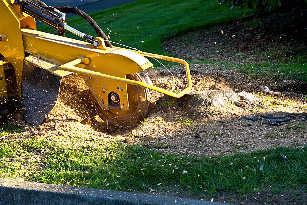 How Our Tree Care Process Works  in  Cleona, PA