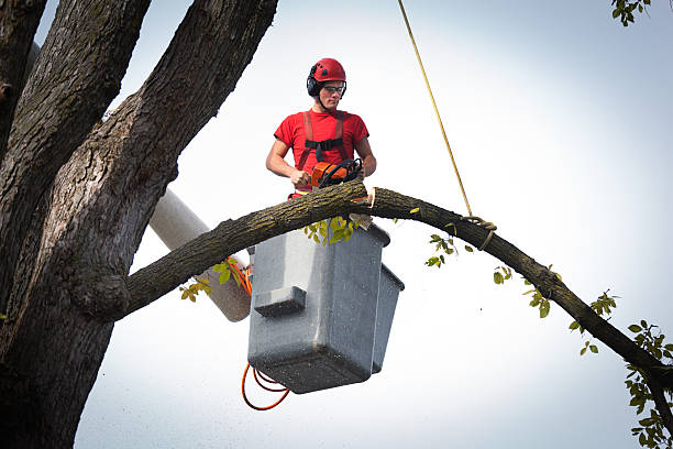 Reliable Cleona, PA Tree Care Services Solutions